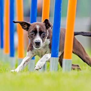 dog-agility-training-533519409-2000